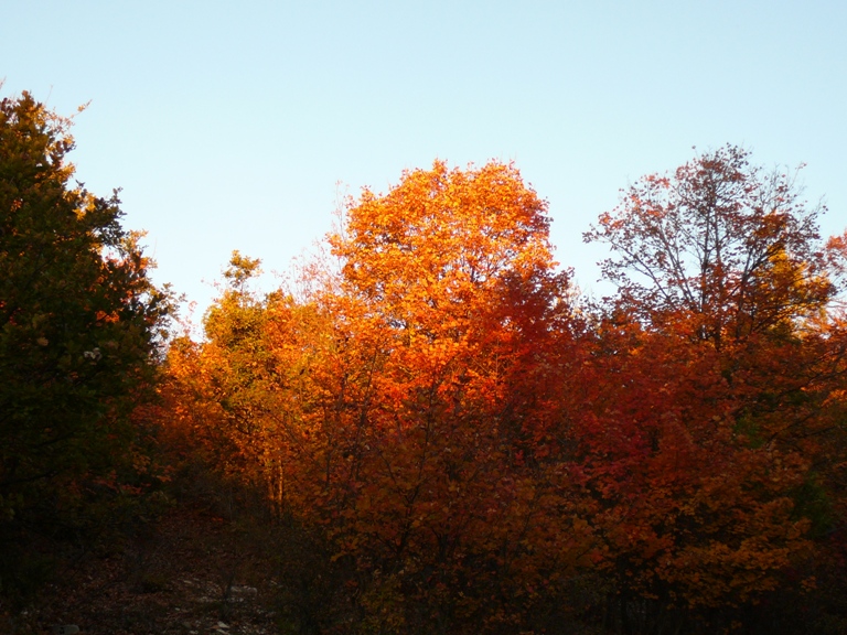 FEUILLES AUTOMNE